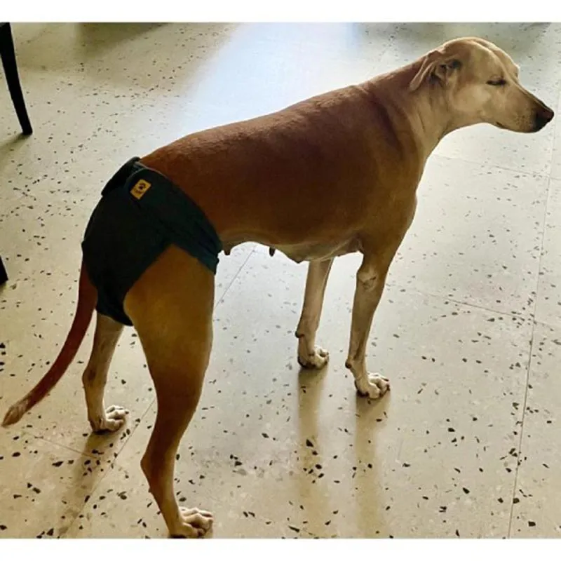A a Pets' Cotton Reusable Diaper for Female Dogs