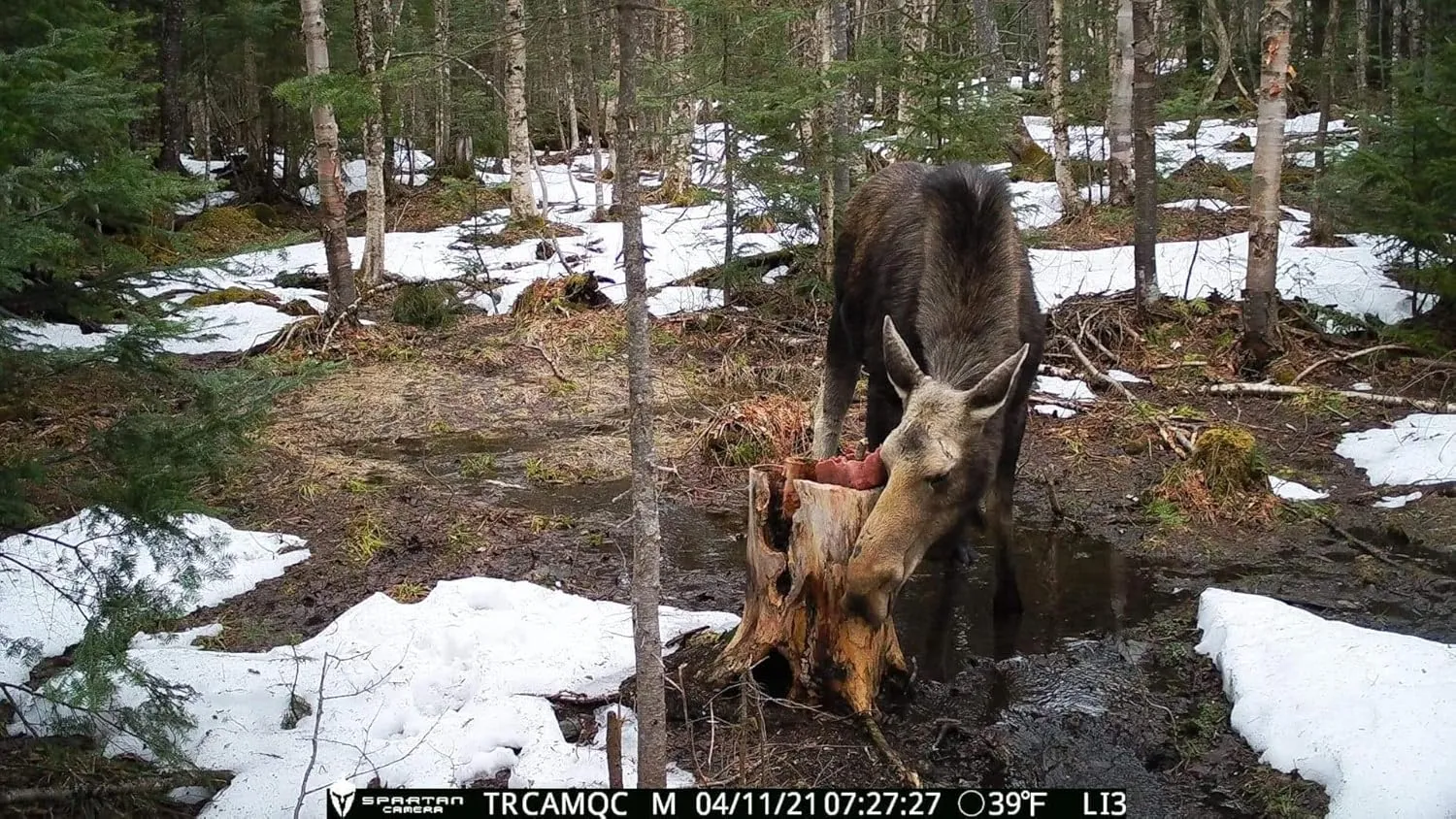 Spartan Camera GoLive 4G LTE Trail Camera, Free Roaming in US, Live-Streaming, Anti-Theft GPS, On-Demand Image&Video Capture,Real-time Updates,Built-in Lithium Battery,Blackout